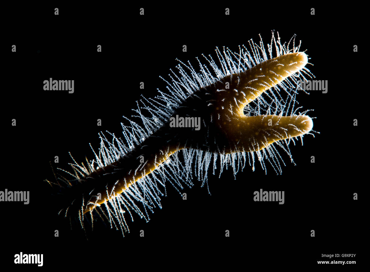 Dettaglio retroilluminato di ramificazione fire coral (Millepora alcicornis) mostra i capelli come polipi, riempito con le nematocisti urticante. Ea Foto Stock