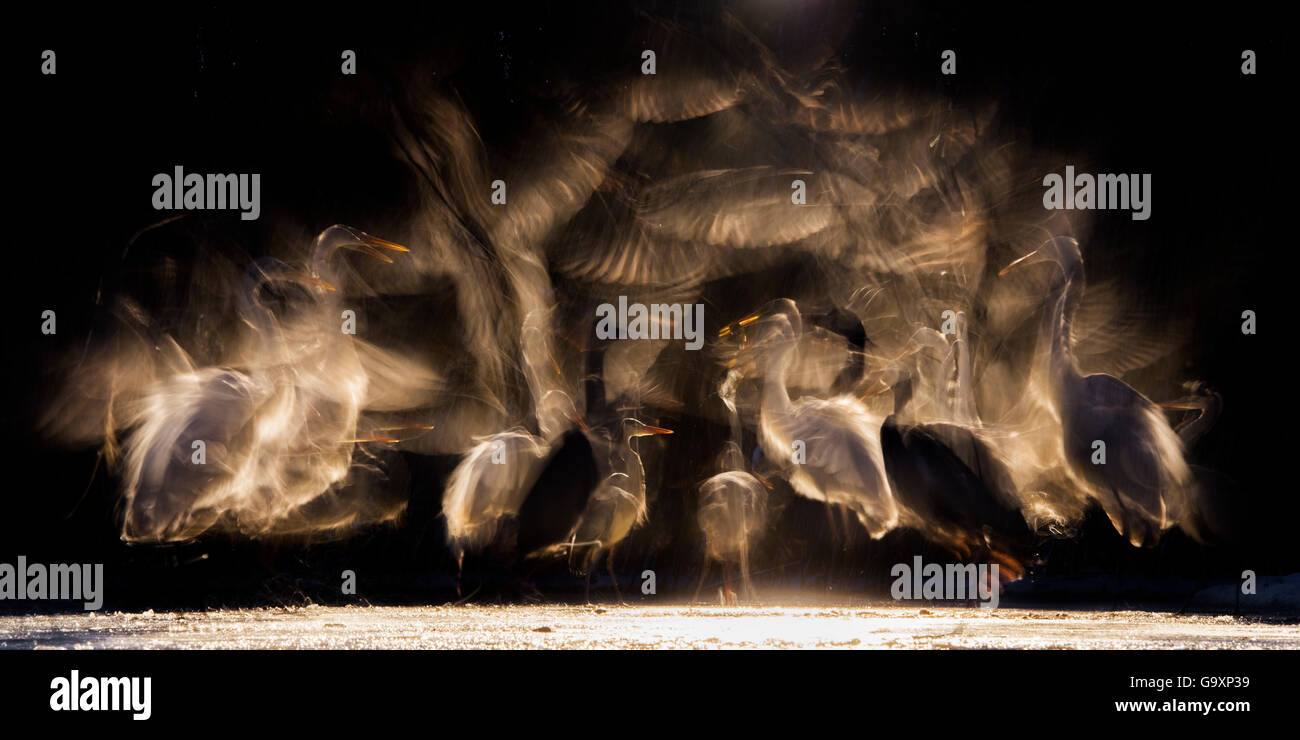 Grande garzette (Ardea alba) e airone cinerino (Ardea cinerea) litigando su pesci, con alcuni in volo. Moto sfocata fotografia, L Foto Stock