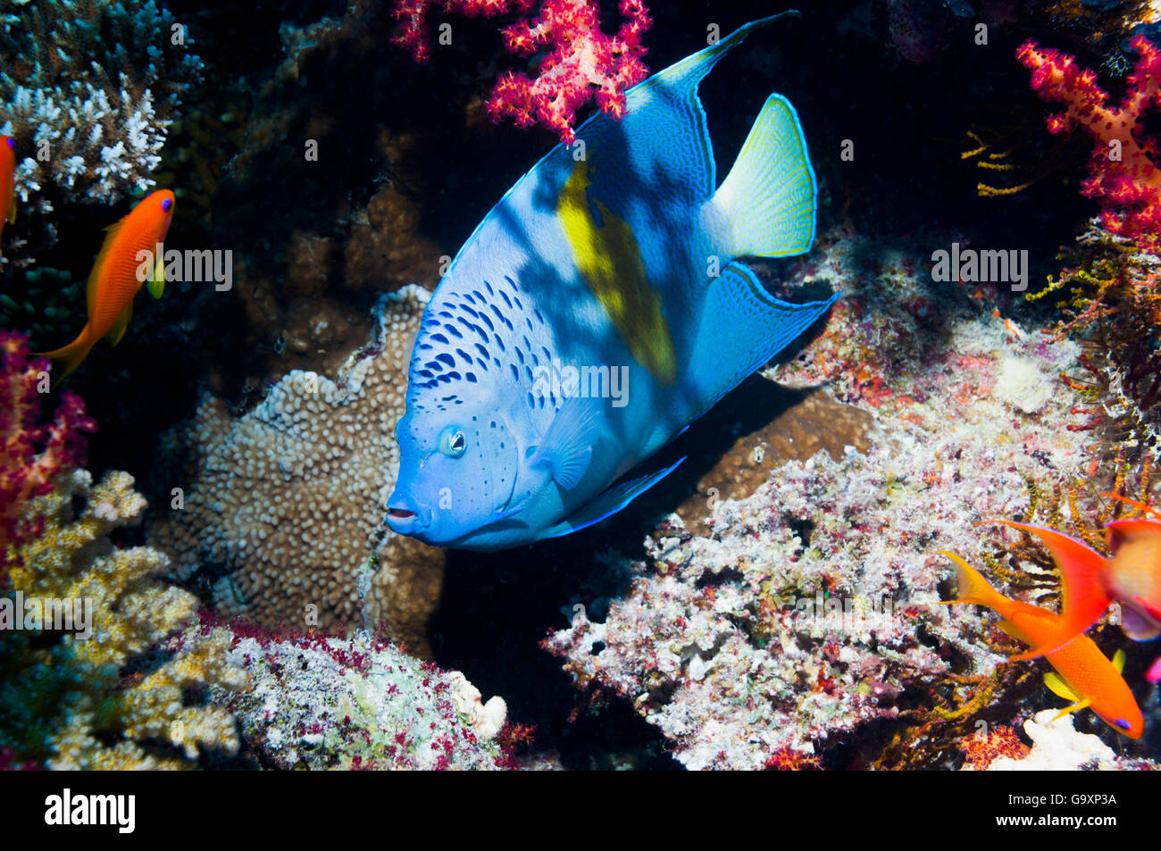 Yellowbar angelfish (Pomacanthus maculosus) Egitto, Mar Rosso. Foto Stock