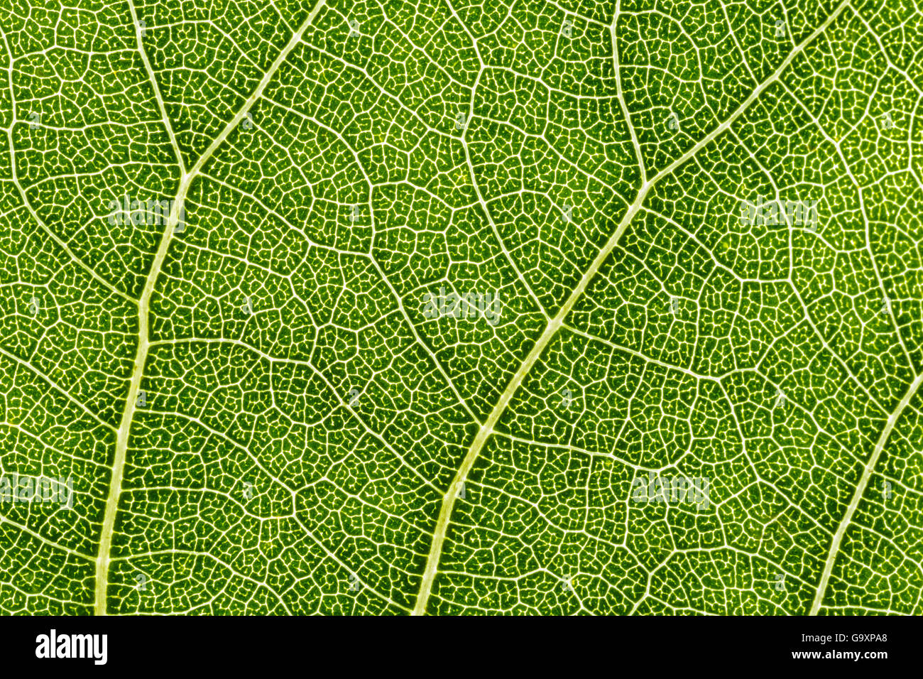 Ibridi di pioppo nero (Populus x canadensis) foglie dettaglio mostrante venatura. Cambridgeshire, Regno Unito. Settembre. Foto Stock