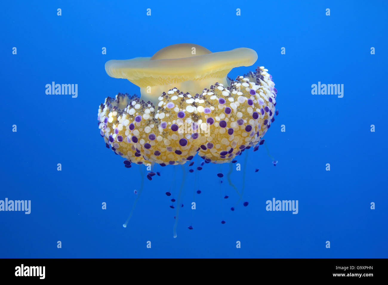 Uovo fritto jelly fish (Cotylorhiza tuberculata) Mare Mediterraneo. Foto Stock