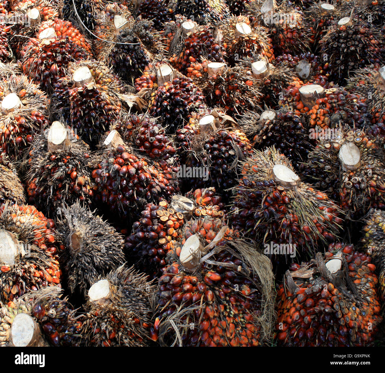 Olio di palma kernel (Elacis guineensis) a plantation, Kalimantan centrale, Borneo Indonesiano. Giugno 2010. Foto Stock