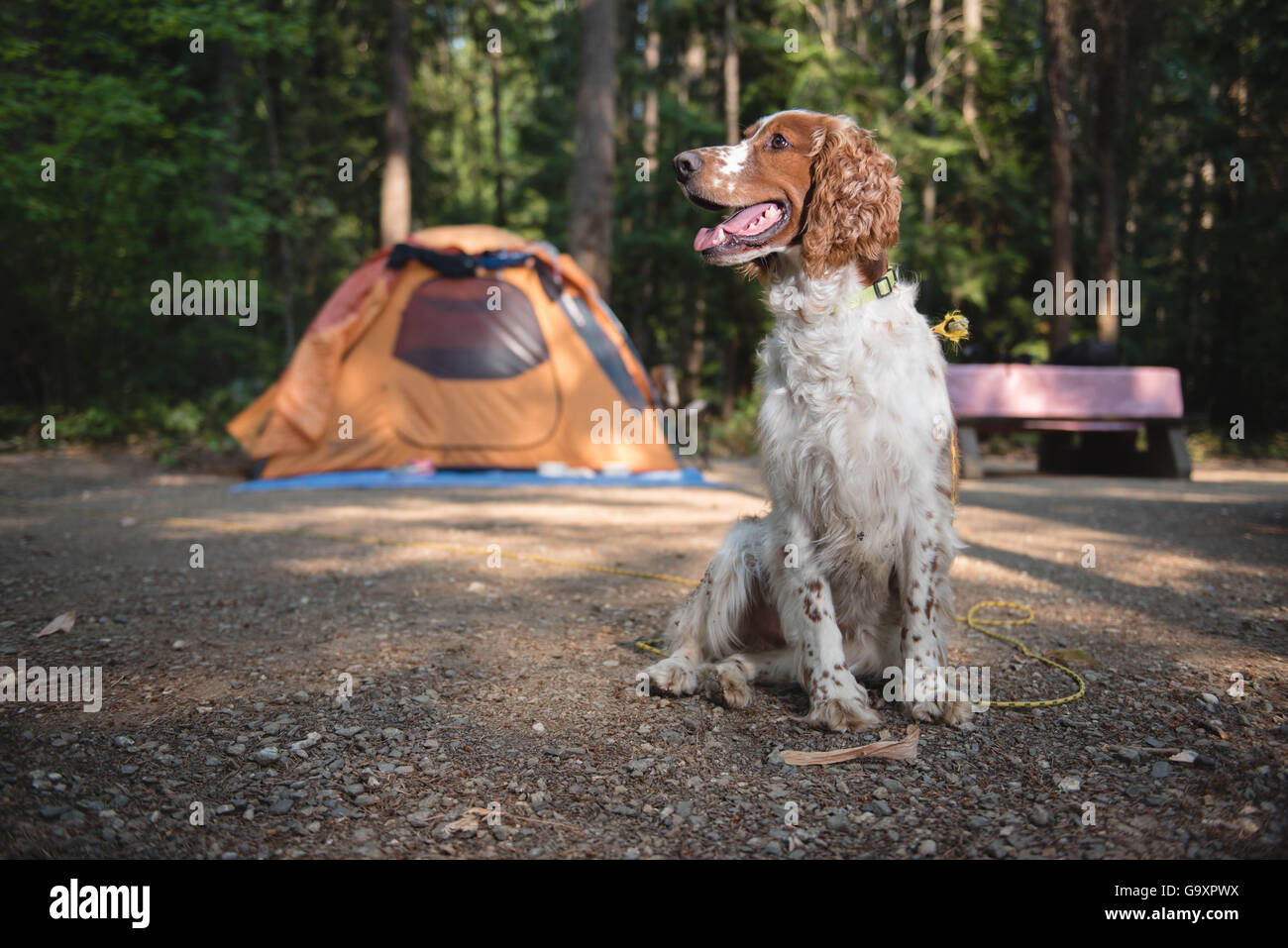 Il campeggio con il nostro cane un Welsh Springer Spaniel. Foto Stock