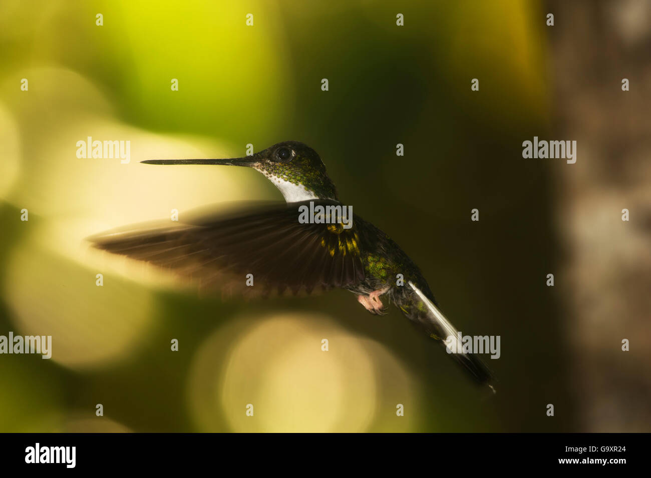Collare hummingbird inca (Coeligena torquata) in volo con bokeh influiscono in background, Ecuador Foto Stock