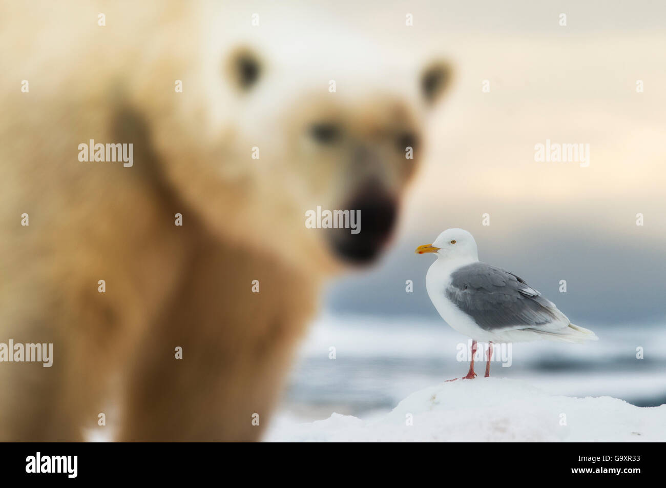 Orso polare (Ursus maritimus) e Glaucous gull (Larus hyperboreus) in Svalbard, Norvegia, luglio 2014. Foto Stock