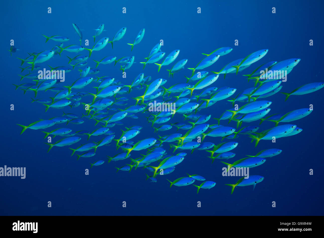 Il blu e il giallo (fusiliers Caesio teres) shoal, della Grande Barriera Corallina, Queensland, Australia. Foto Stock