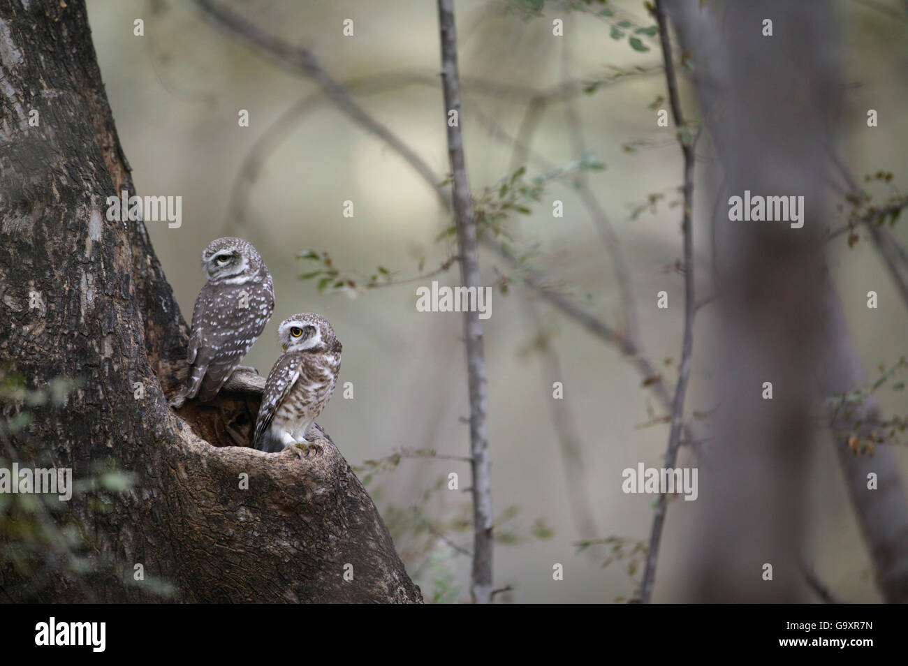 Forest owlets (Athene blewitti) Ranthambor National Park, India. Foto Stock