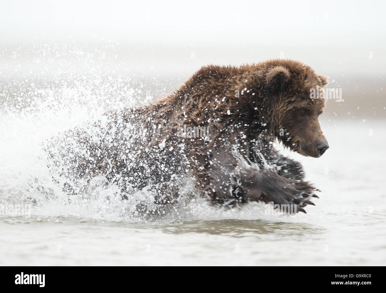 Coastal l'orso bruno (Ursus arctos) pesca , Lago di Clarke National Park, Alaska, Settembre. Foto Stock