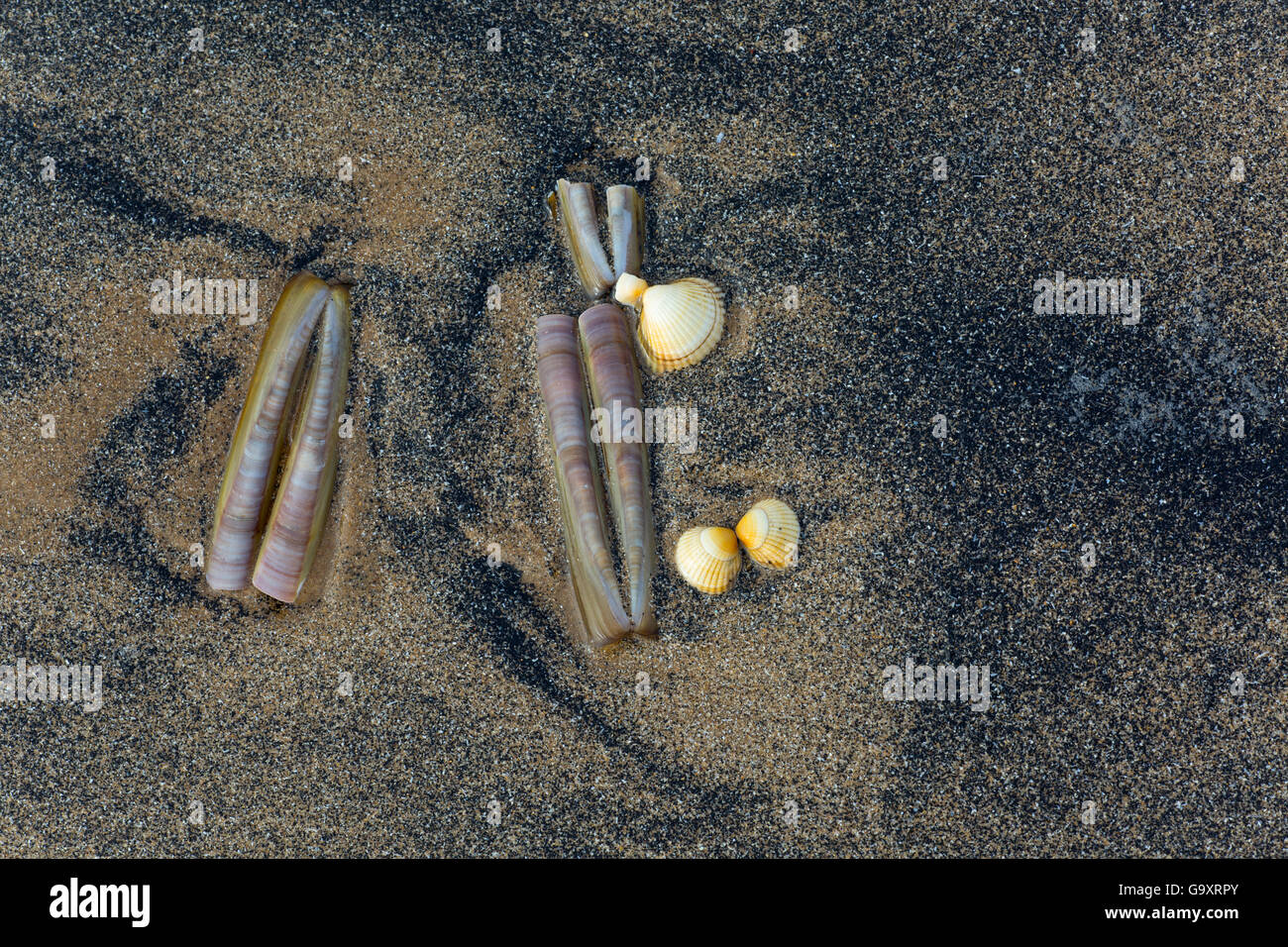 Conchiglie di mare sulla spiaggia inclusi i cannolicchi (Ensis silqua) e gusci di arricciatura, Norfolk, Inghilterra, Regno Unito, febbraio. Foto Stock