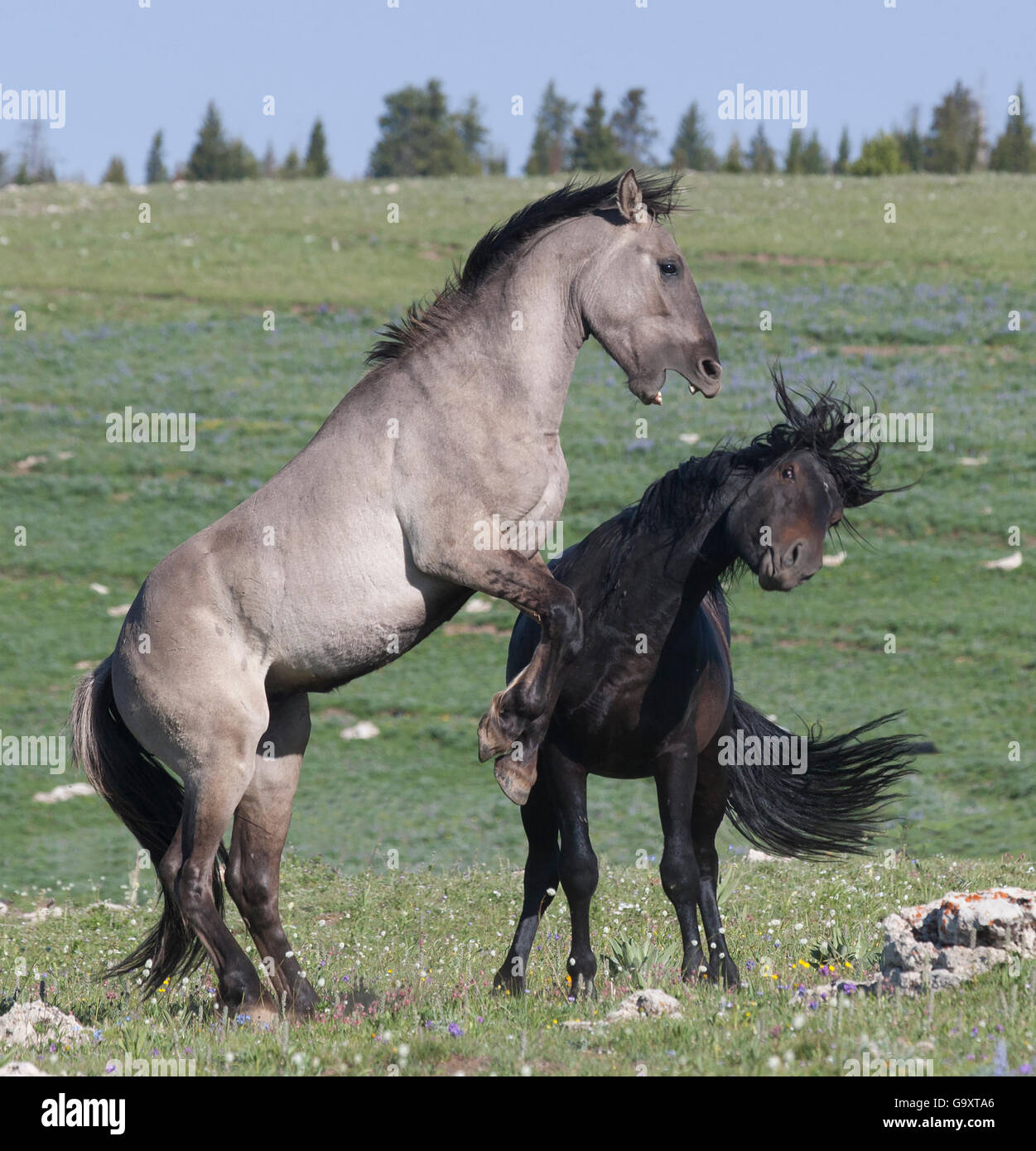 Due Wild Horse (Equus ferus) stalloni combattimenti, Prima Montagne, Montana, USA, Giugno. Foto Stock