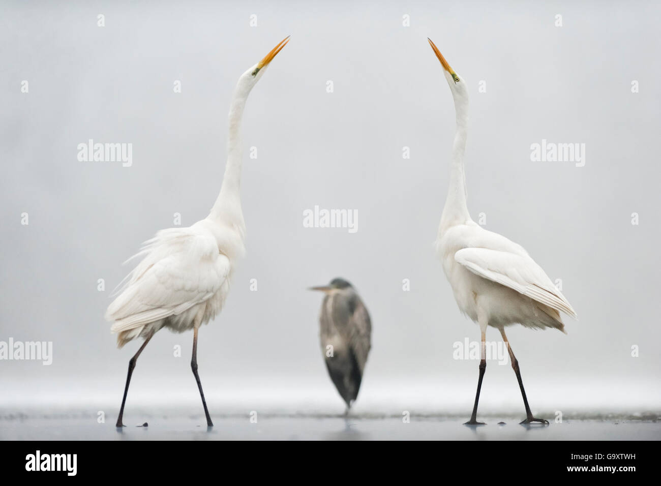 Due grandi aironi (Ardea alba) in piedi di fronte a ogni altro con airone cinerino (Ardea cinerea). Lago Csaj, Pusztaszer, Hu Foto Stock