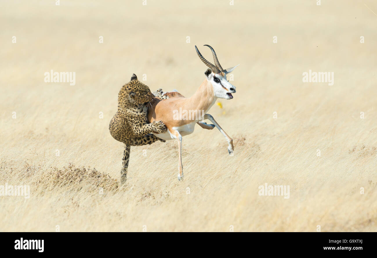 Leopard (Panthera pardus) caccia Springbok (Antidorcas marsupialis) Etosha, Namibia, Sequenza 4 di 5 Foto Stock