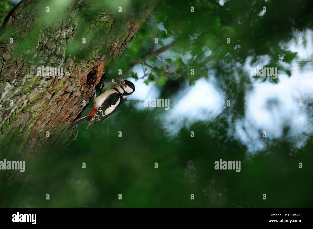 Picchio Rosso (Dendrocopos major) al foro di nido in quercia. Niedersechsische Elbtalaue Riserva della Biosfera, Elba Vall Foto Stock