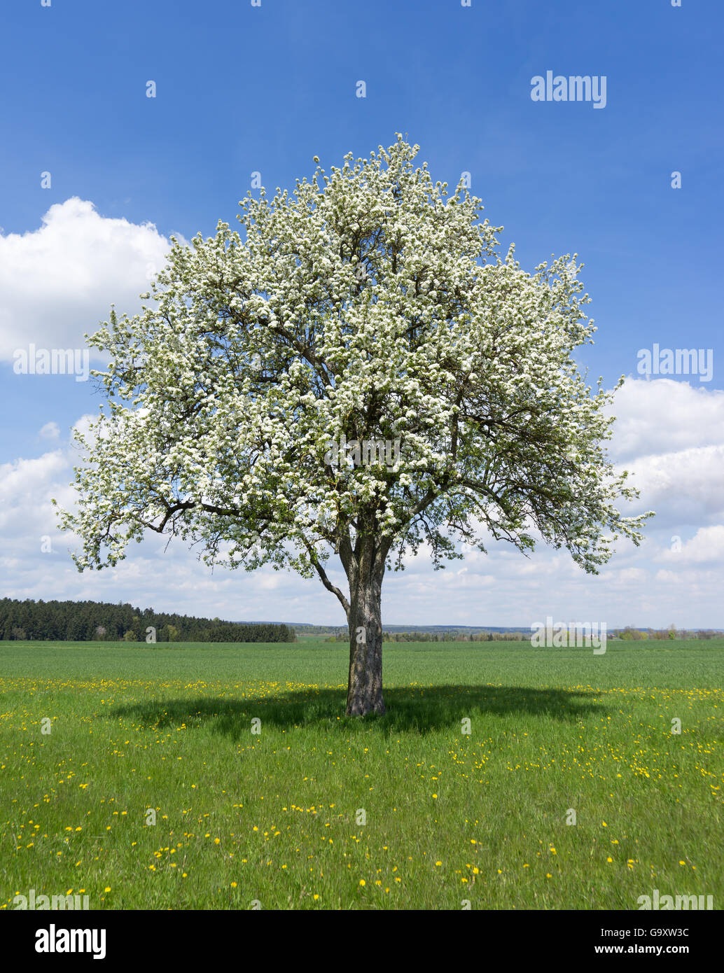 Blooming pear tree Foto Stock