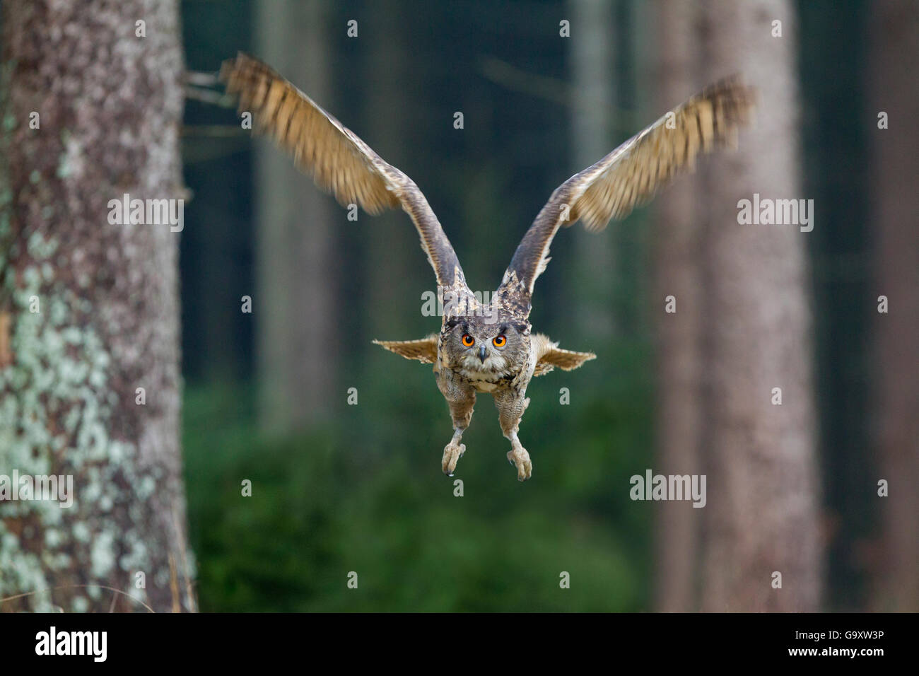 Gufo reale (Bubo bubo) in volo attraverso la foresta, Repubblica Ceca, Novembre. Captive. Foto Stock