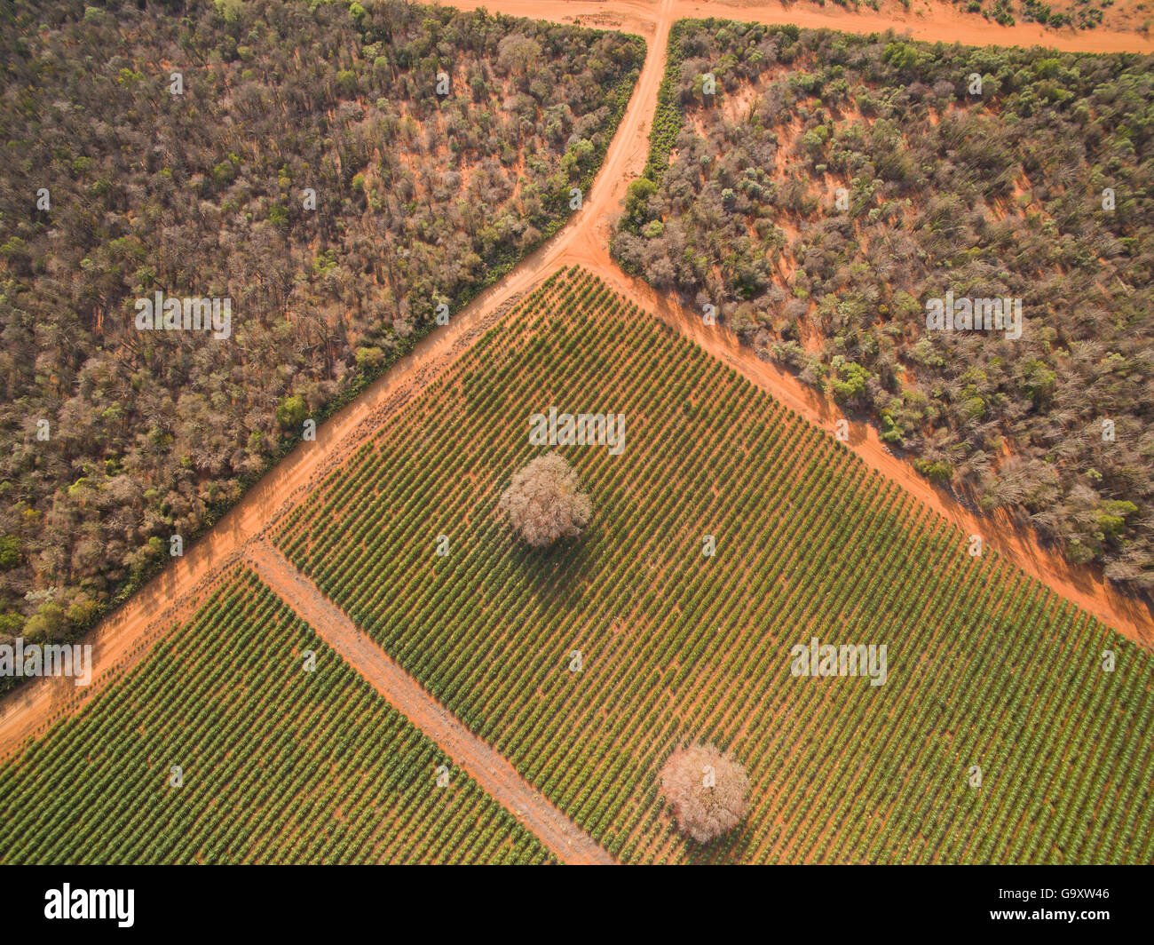 Vista aerea di sisal (agave sisalana) plantation a fianco di foresta spinosa contenente alberi di polpo (Didiera madagascariensis) Bere Foto Stock