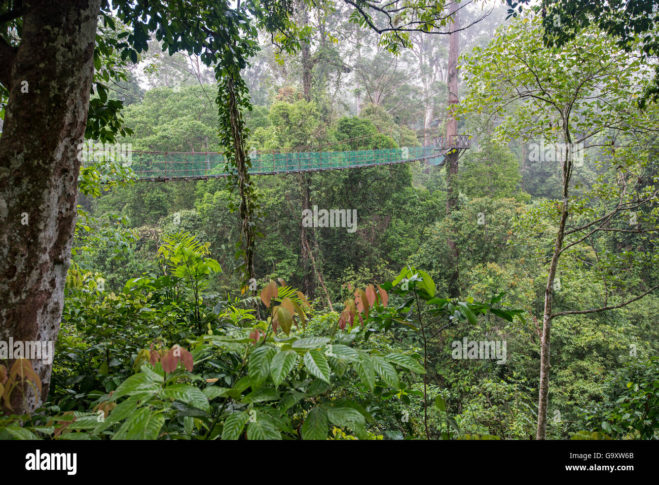 Foresta pluviale passerella, Sabah Borneo, settembre 2015. Foto Stock