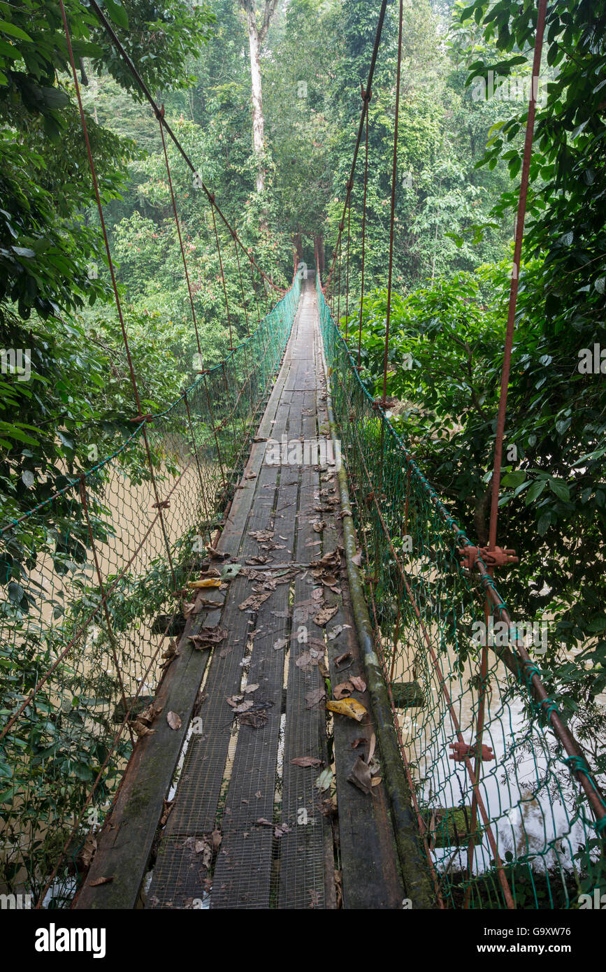 Ponte sul fiume della foresta pluviale, Danum Valley, Sabah Borneo, settembre 2015. Foto Stock