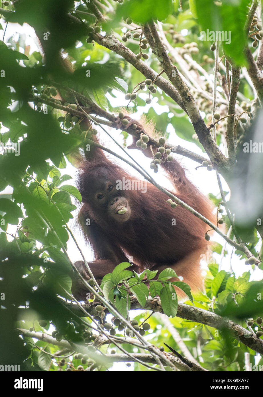 Bornean orangutan (Pongo pygmaeus) giovani mangiare la frutta, Danum Valley, Sabah Borneo. Foto Stock