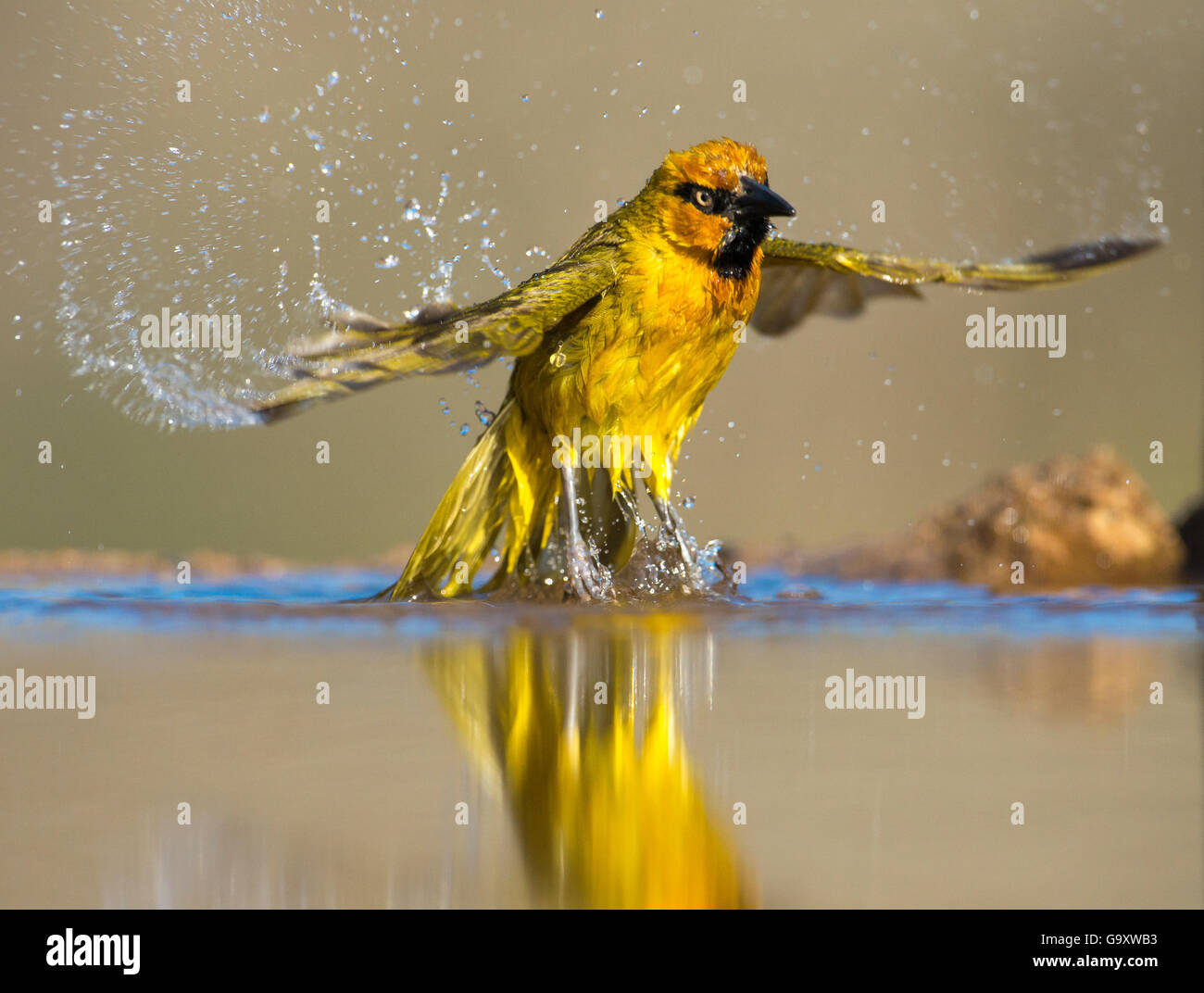 Spectacled weaver (Ploceus ocularis) prendere un bagno, Zimanga riserva privata, Sud Africa Foto Stock