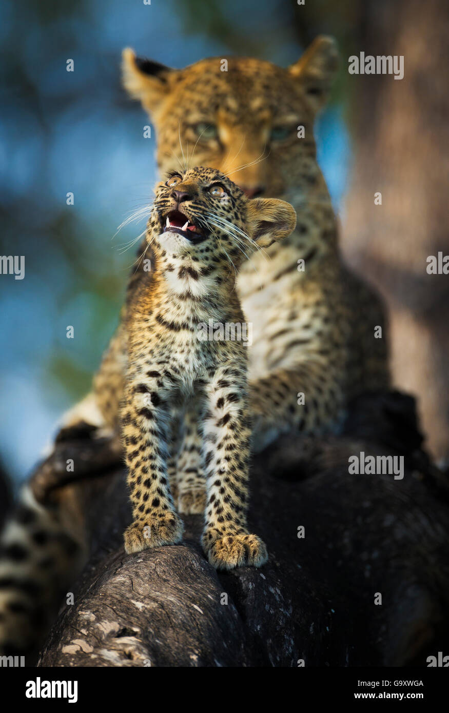Leopard (Panthera pardus) cub osservando gli uccelli (al di fuori del frame) con la madre in background, Khwai River, il Botswana. Foto Stock