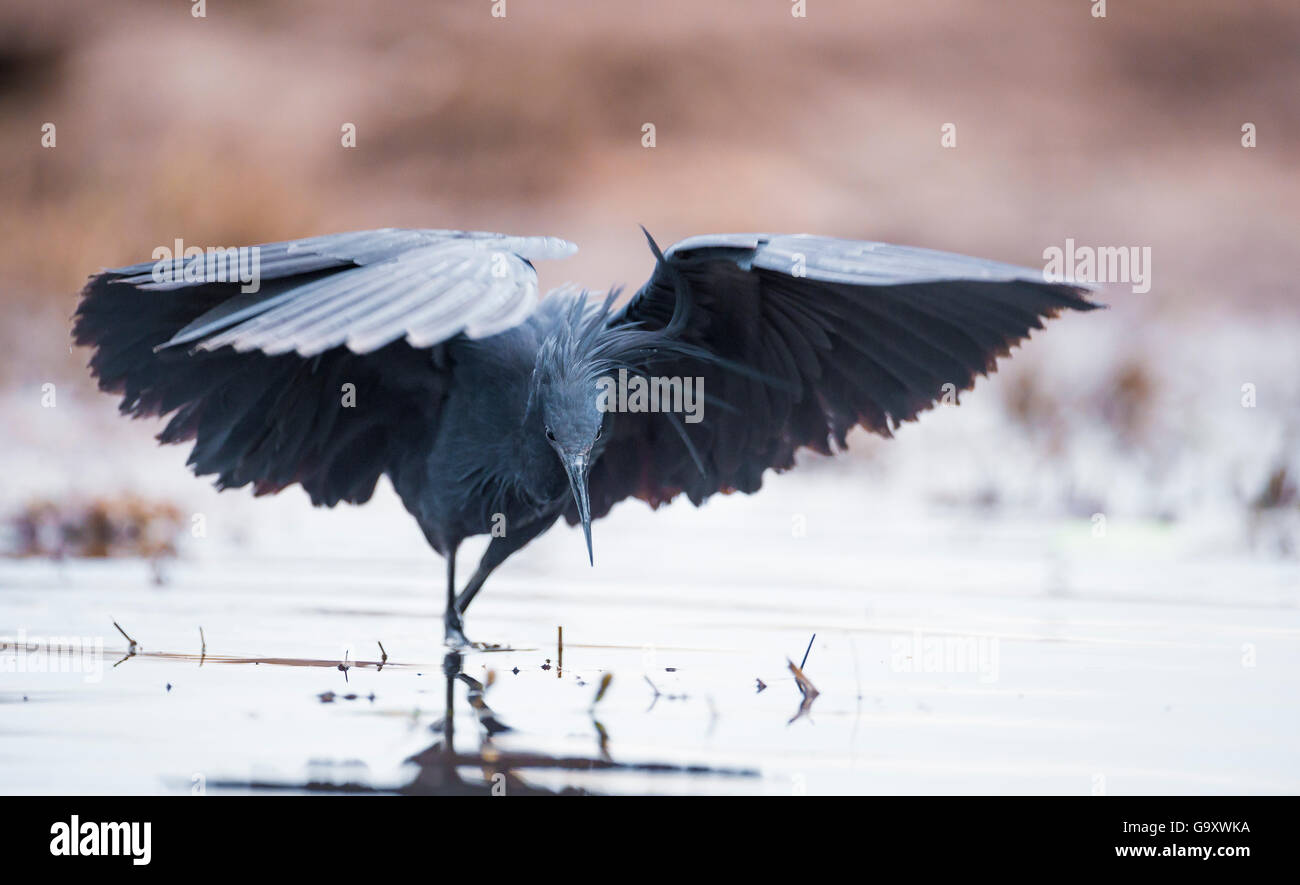 Airone nero (Egretta ardesiaca) pesca e utilizzo di alette per creare una zona di ombra per attirare il pesce, sulle rive del Chobe Ri Foto Stock