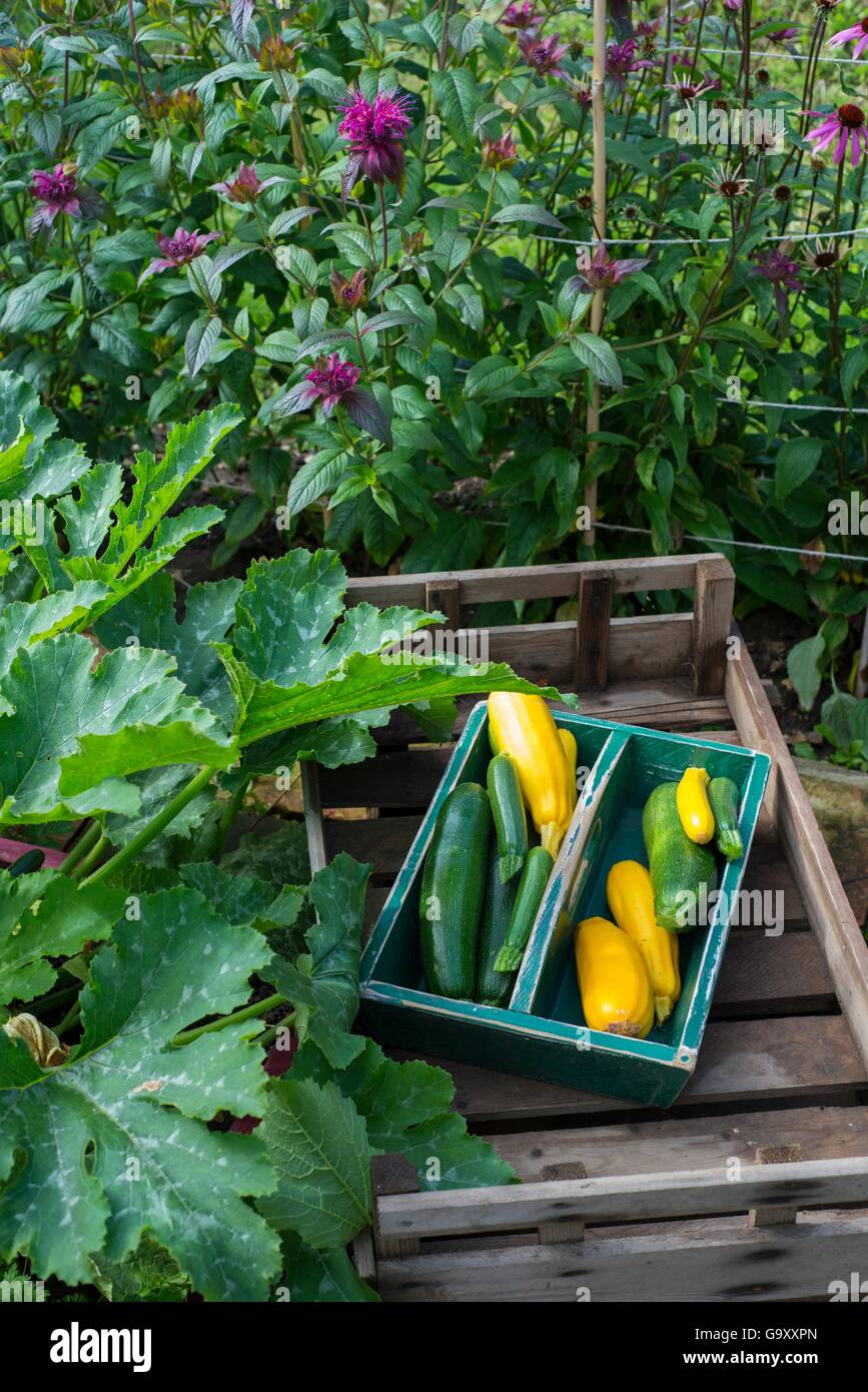 Trug in legno con appena raccolto cresciuto in casa verde e giallo di zucca (Cucurbita pepo) varietà, Norfolk, Inghilterra England Regno Unito. Luglio Foto Stock