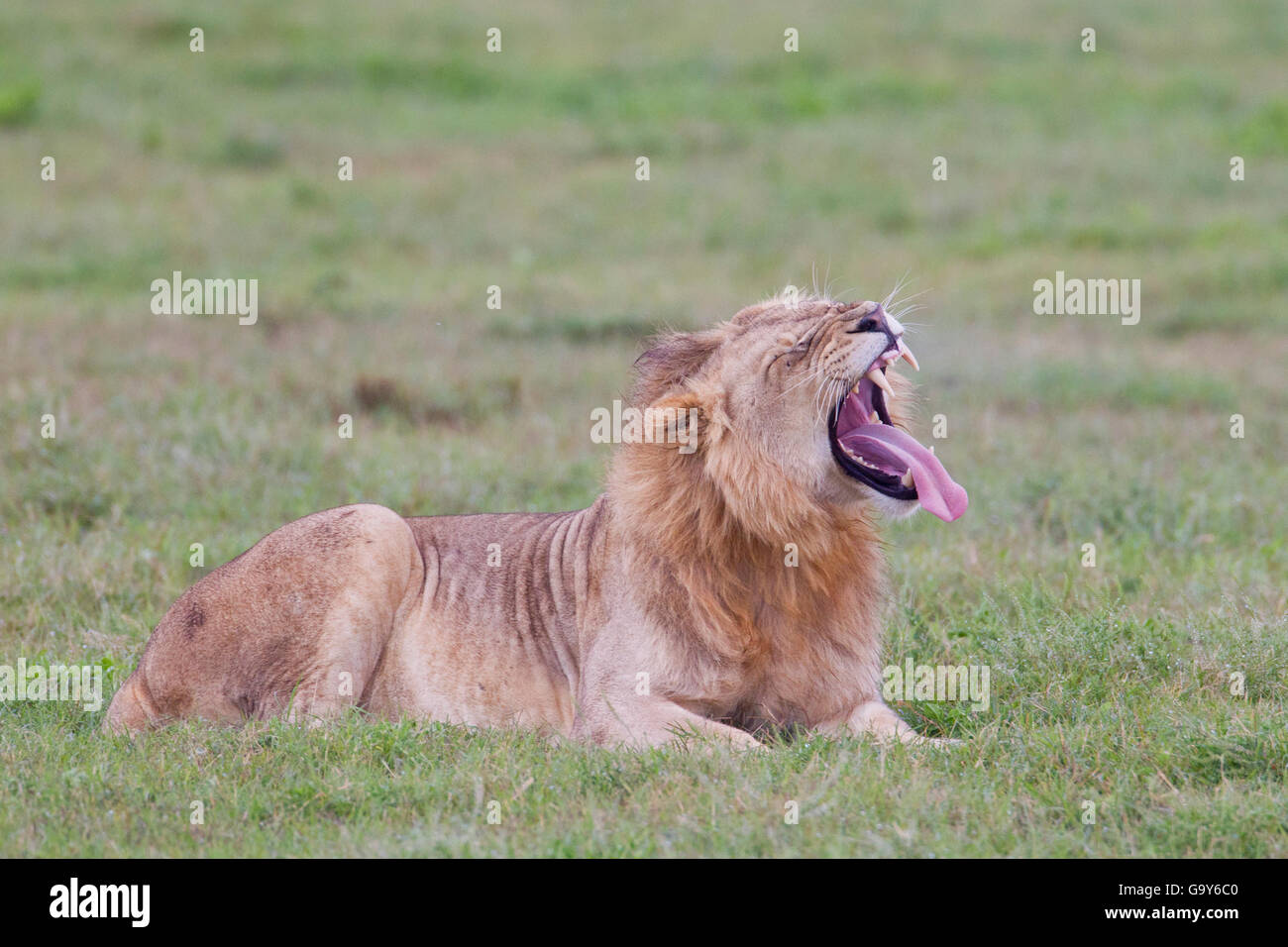 Leone maschio (Leo panthera) all'Addo Elephant Park, Sud Africa Foto Stock