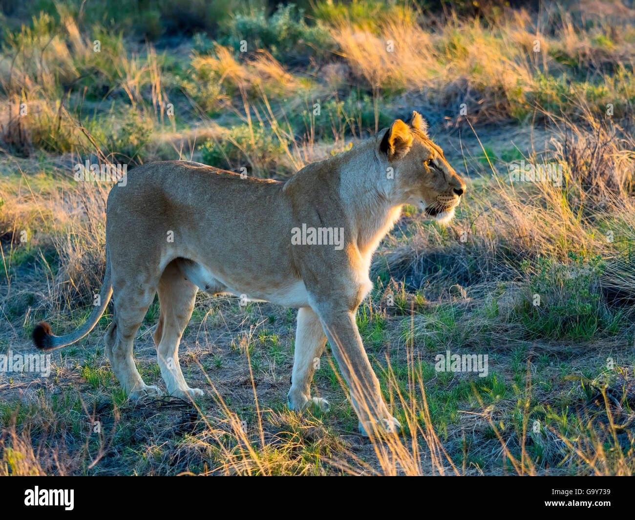 Leonessa (Panthera leo) nella luce del mattino, Ongaya Game Reserve, Outja, Namibia Foto Stock