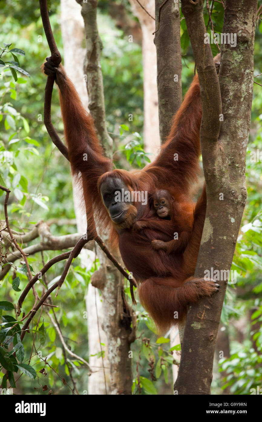 Orangutan di Sumatra (Pongo abelii) con i giovani, nelle foreste pluviali di Sumatra, Indonesia, Asia Foto Stock
