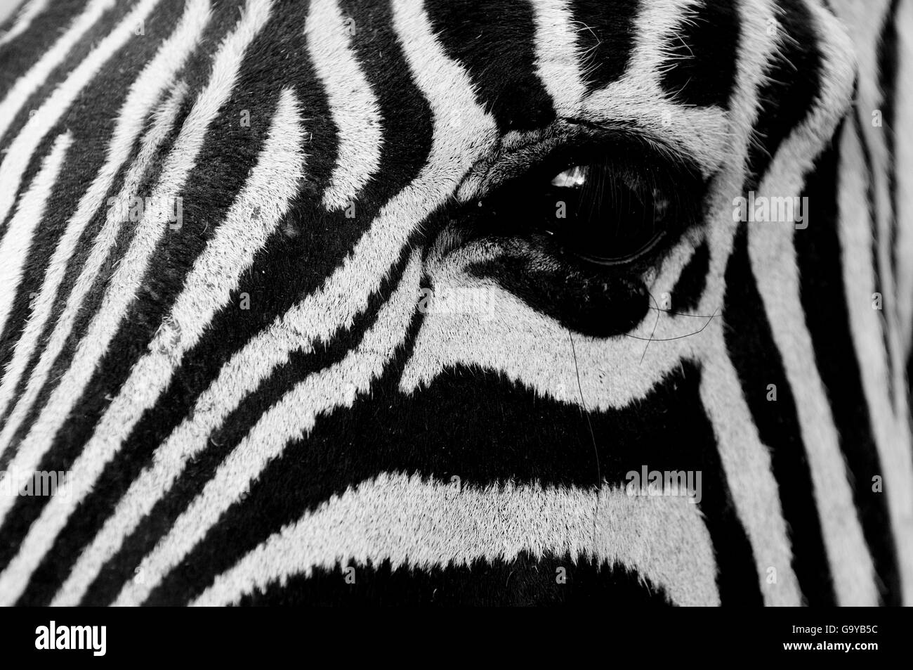 Occhio di un comune Zebra (Equus quagga), Kapama Game Reserve, Sud Africa e Africa Foto Stock