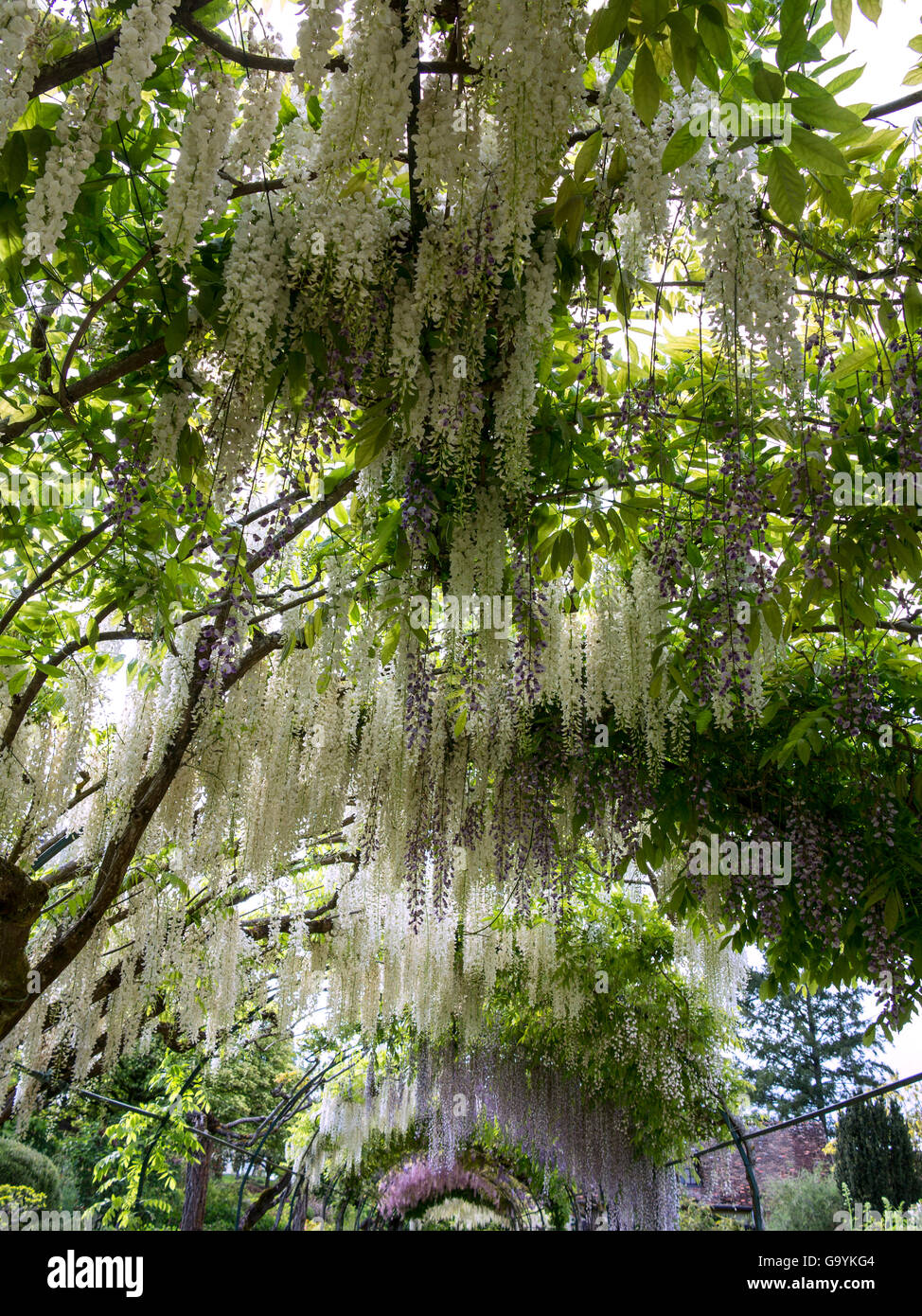 Long pergola immagini e fotografie stock ad alta risoluzione - Alamy