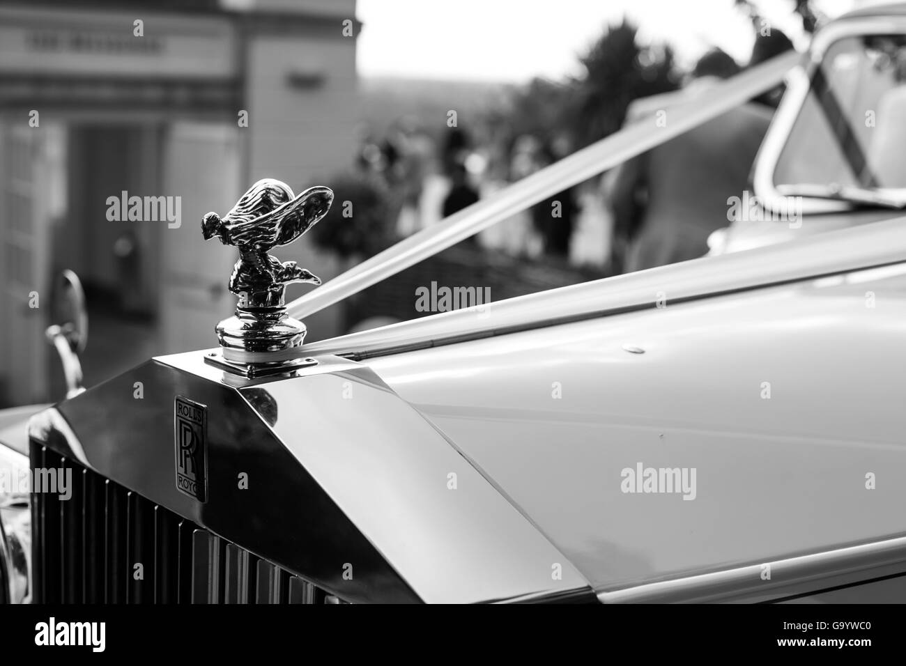 Un classico Rolls Royce auto nozze con il tradizionale stemma e nastro, girato in Richmond Park, Londra. Foto Stock