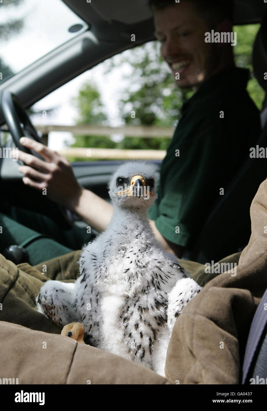 Un'aquila di steppe di 27 giorni (ancora senza nome) al Blair Drummond Safari Park vicino a Stirling in un'auto con falconer Ross Bibby. Foto Stock