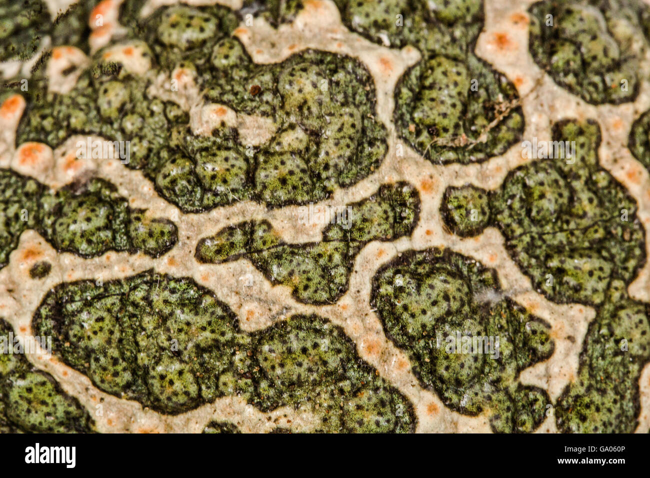 Pelle di rospo verde, pezzata sfondo naturale Foto Stock