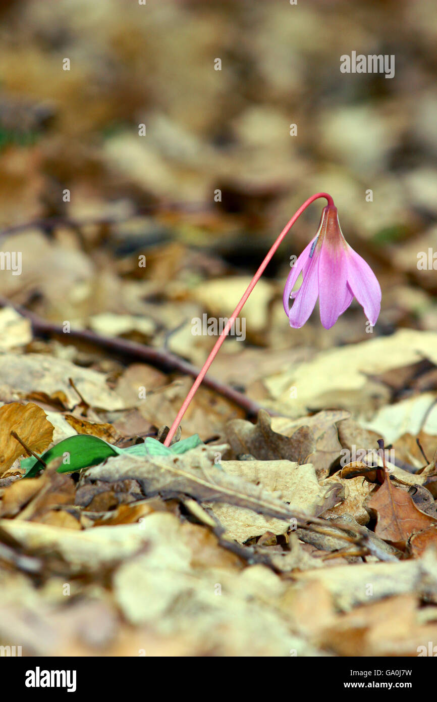 Erythronium dens canis, cane dente di violetta, Dogtooth viola Foto Stock