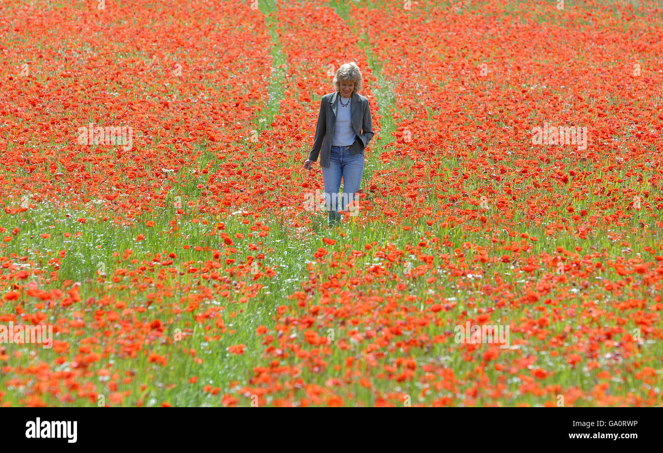 Una signora gode di una passeggiata estiva in un campo di papavero abblaze di colore vicino a Bewdley, Worcestershire. Foto Stock