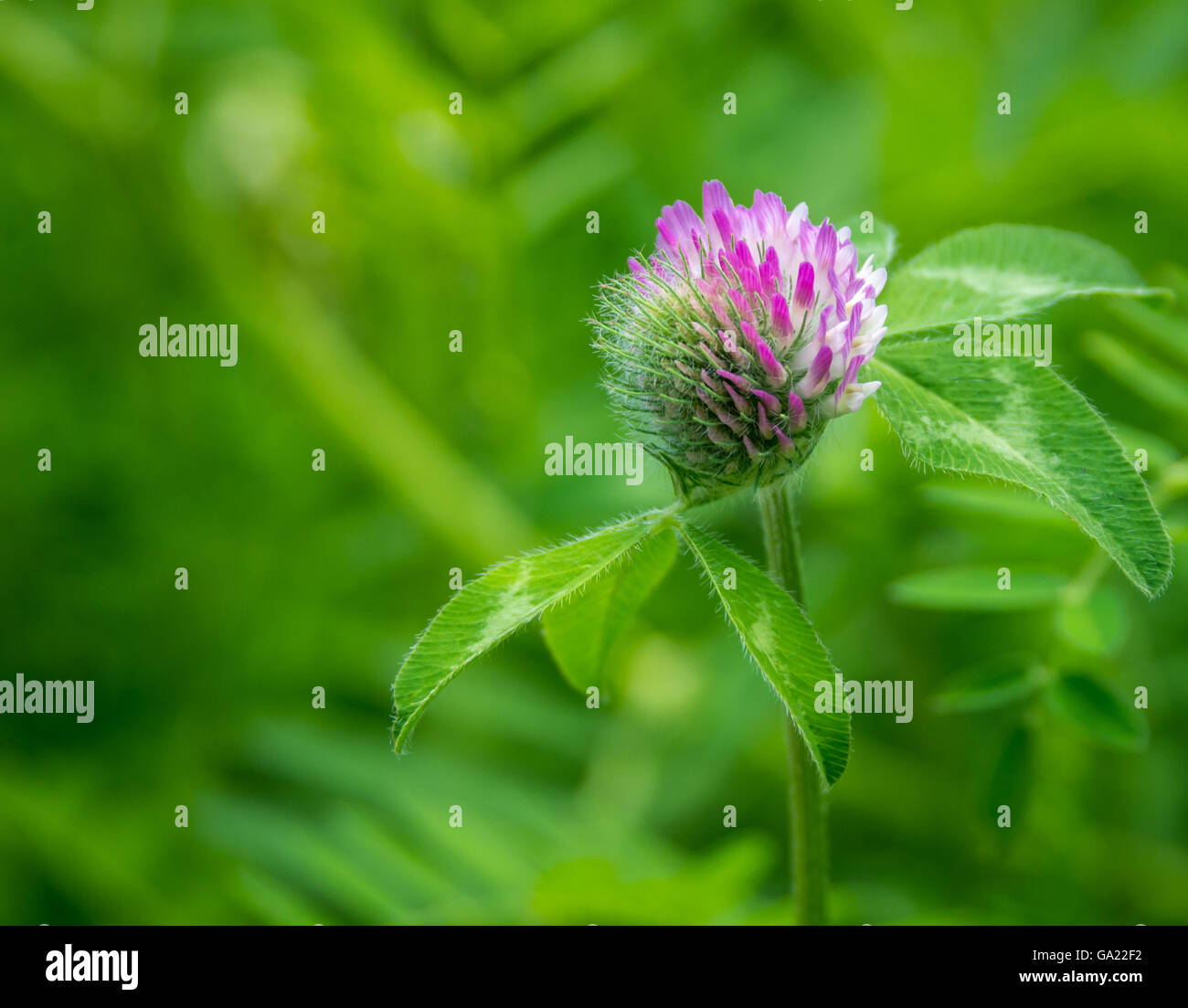 Un parzialmente sviluppato blossom su un trifoglio viola di fiori selvaggi trovati su una passeggiata nella natura della foresta Foto Stock