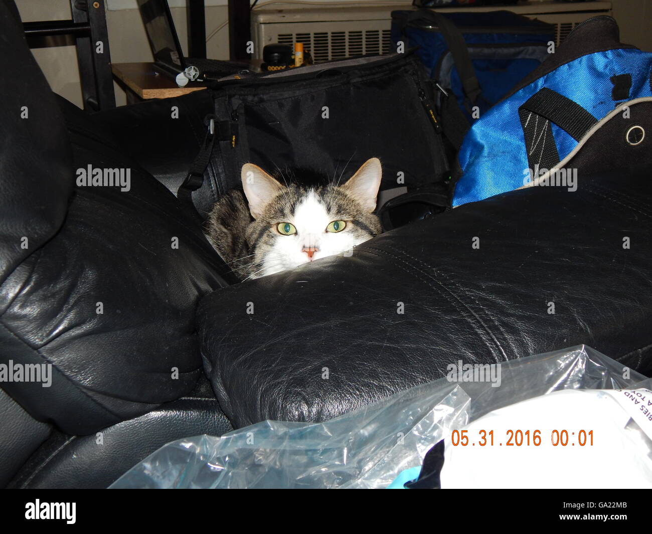 Gatto seduto su una sedia Foto Stock