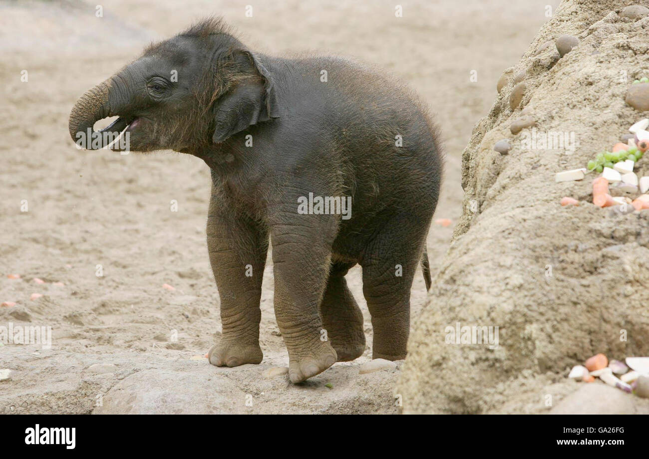L'arrivo più recente dello zoo di Dublino è una bambina ancora senza nome elefante che si gode il nuovo habitat Kaziranga Forest Trail dello zoo di Dublino, che è stato aperto oggi da un Taoiseach Bertie Ahern. Foto Stock