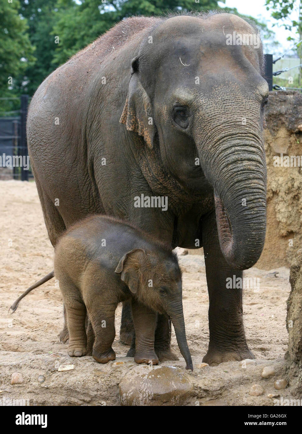 L'arrivo più recente dello zoo di Dublino, un elefante ancora senza nome, con la madre Bernhardine, 23 anni, nel nuovo habitat Kaziranga Forest Trail dello zoo di Dublino, che è stato aperto oggi da un Taoiseach Bertie Ahern. Foto Stock