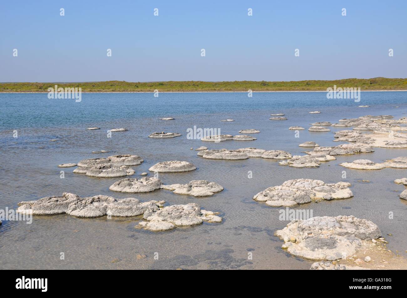 Lago paesaggio Thetis con grappoli di vita fossili marini, stromatolites in Western Australia. Foto Stock