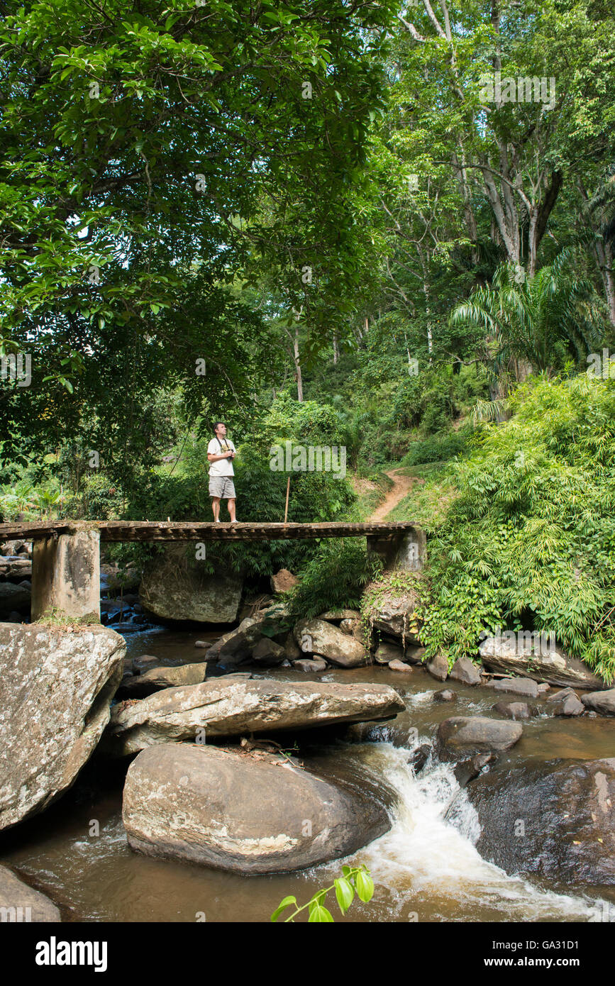 Bird watcher in piedi su un ponte nella foresta, Amani Riserva Naturale, Tanzania Foto Stock