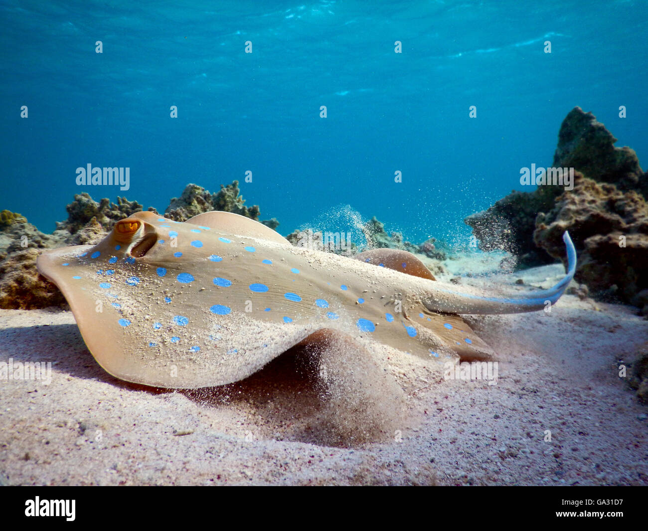 Blue Spotted ray in Mar Rosso Foto Stock