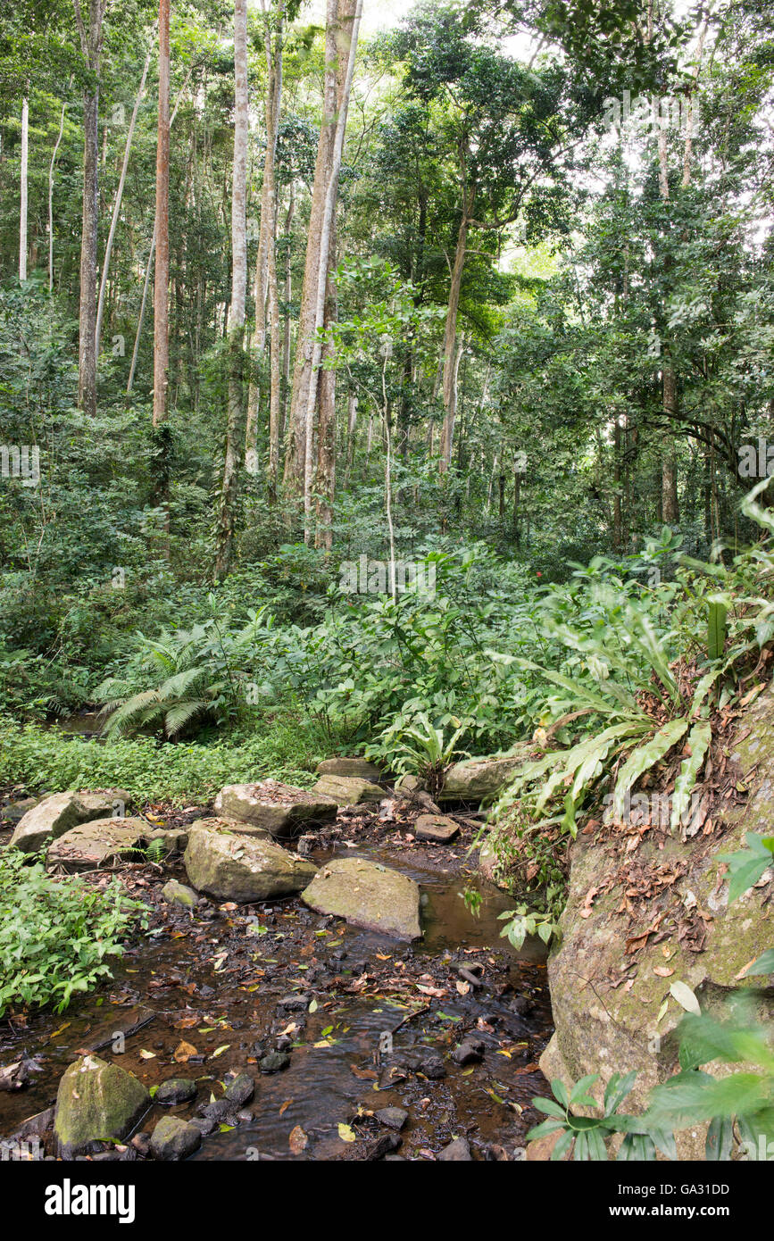 Flusso nella foresta, Amani Riserva Naturale, Tanzania Foto Stock