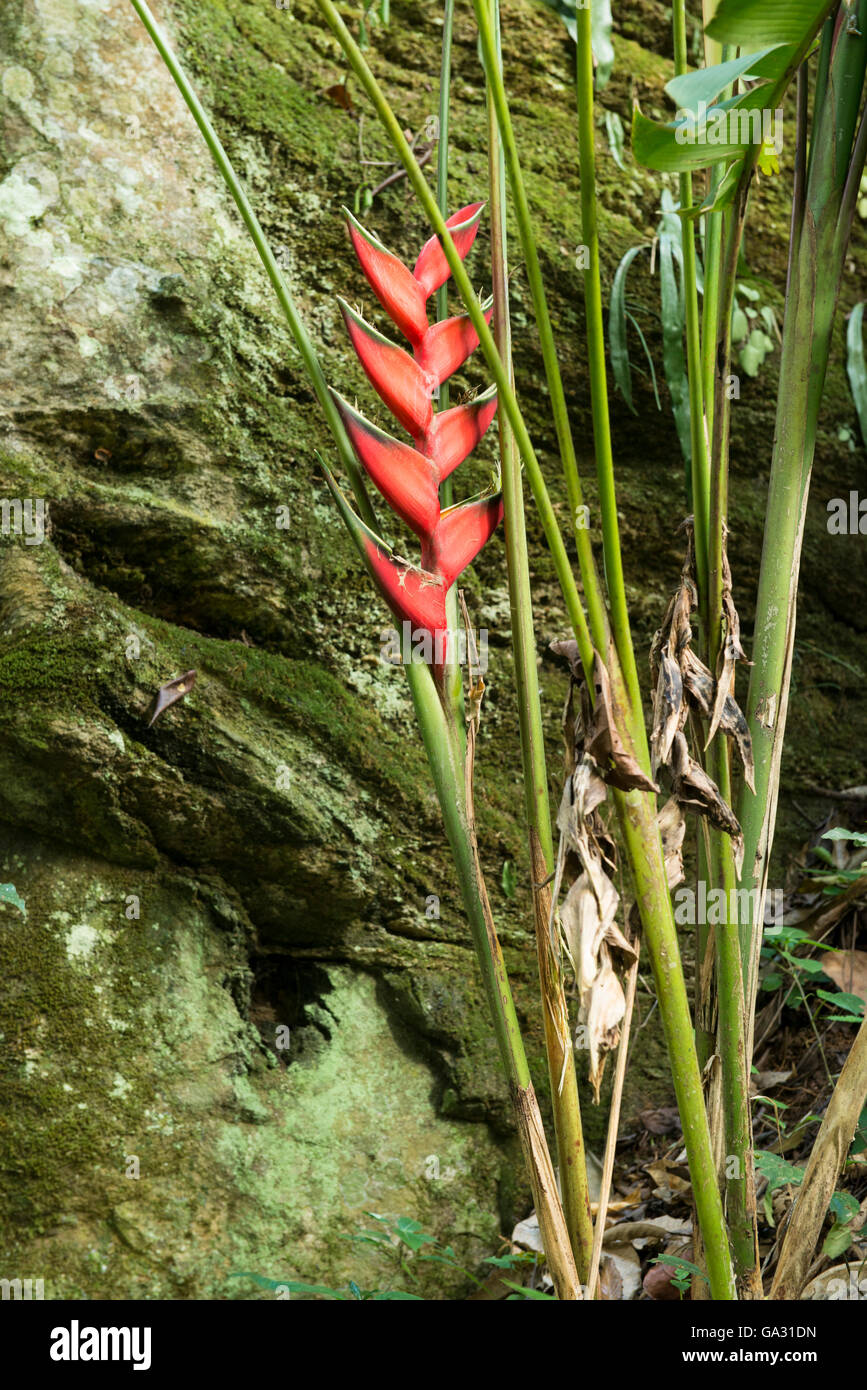 Fiore Heliconia, Amani Riserva Naturale, Tanzania Foto Stock