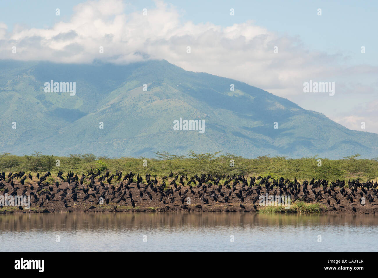 Openbills africana (Anastomus lamelligerus), Parco nazionale Mkomazi in Tanzania, Foto Stock