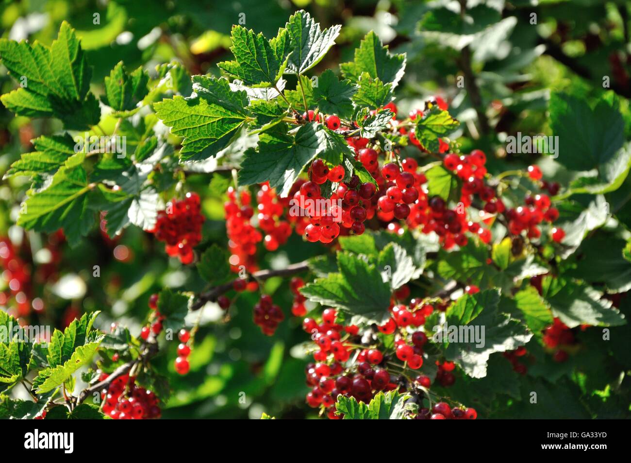 Ramo di ribes rosso con bacche mature in presenza di luce solare Foto Stock
