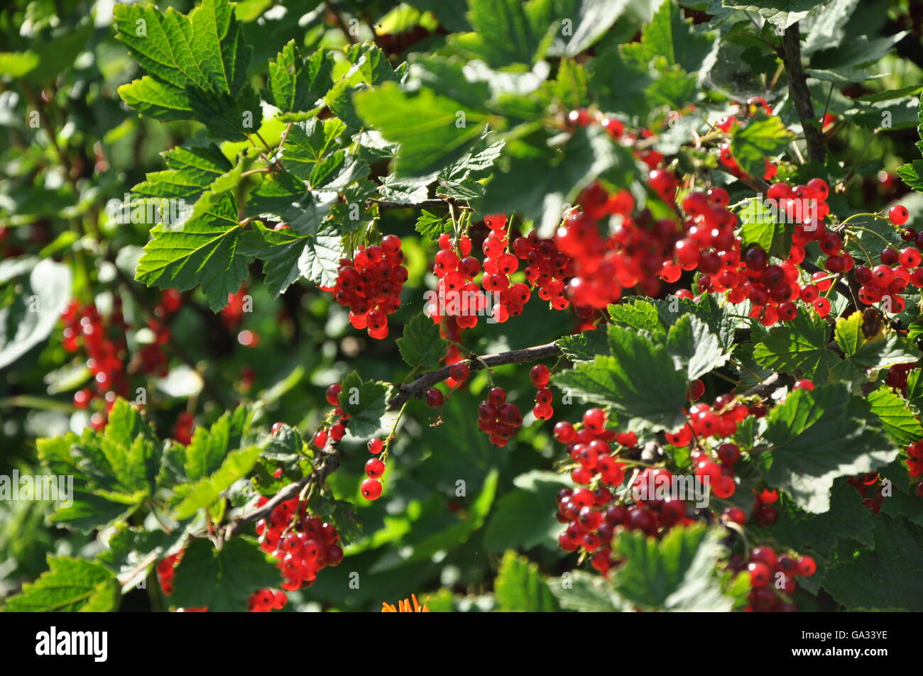 Ramo di ribes rosso con bacche mature in presenza di luce solare Foto Stock
