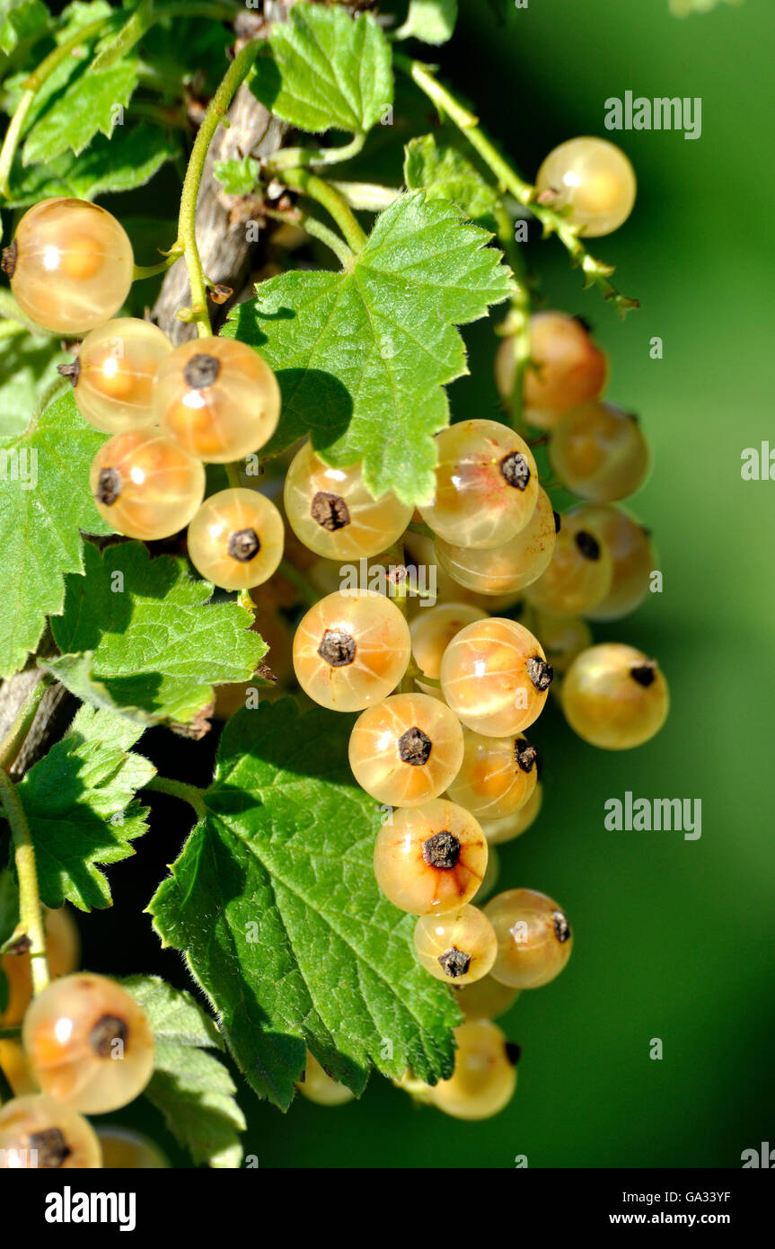 Ramo di ribes bianco luminoso con bacche mature Foto Stock